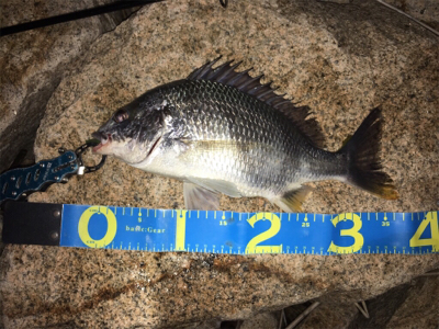 淀川ブリームゲーム ボラの大群が一斉にジャ…