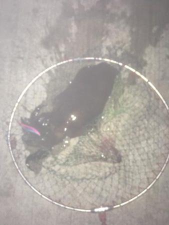 思ったより小さい