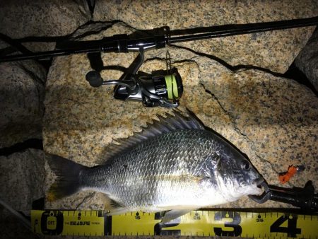 淀川チニング&持ち主探してます！