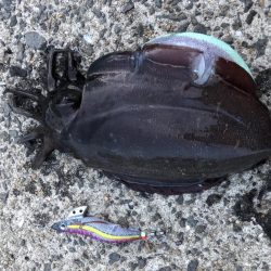 春イカエギング