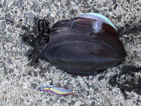 春イカエギング