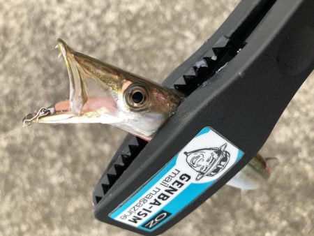 ライトワインドでカマスゲーム