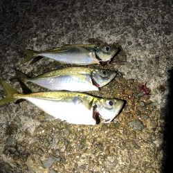 雷からのメバリング&アジング