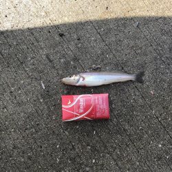 キスの時期になりました！