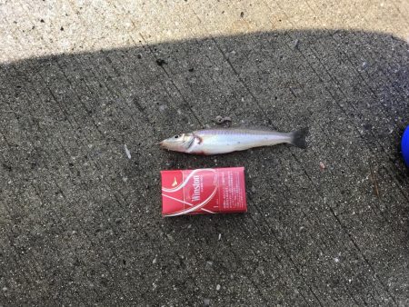 キスの時期になりました！