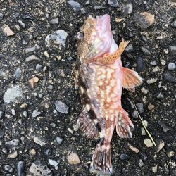 ファミリーフィッシング