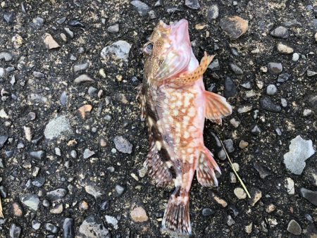 ファミリーフィッシング