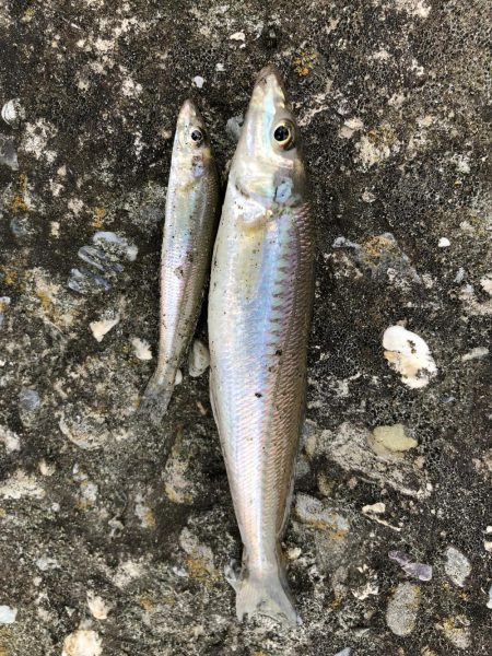 群六で良型キス