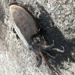 夕まずめエギング 7戦5勝