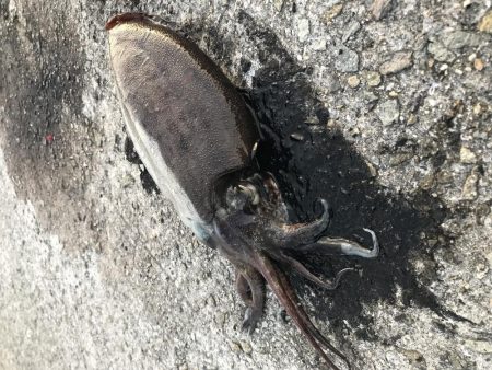 夕まずめエギング 7戦5勝