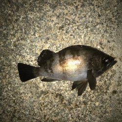 まだまだメバルに癒されて