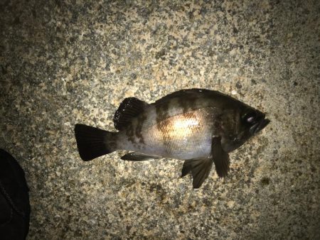 まだまだメバルに癒されて