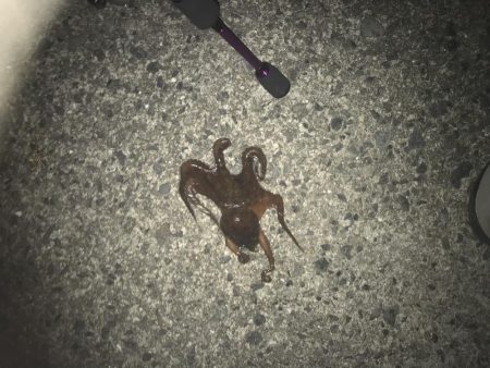 今年はタコが不調(T-T)