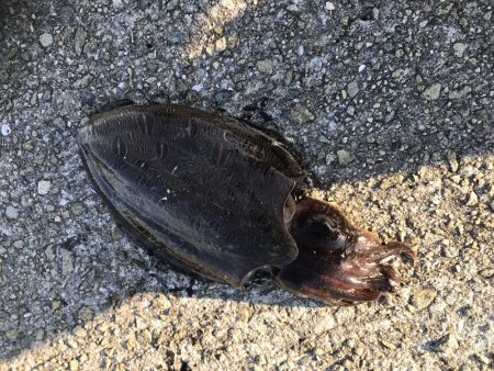 夕まずめエギング！8戦6勝