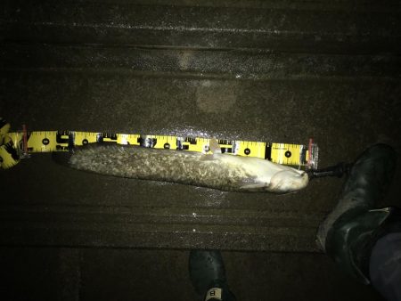 梅雨入りは活性up