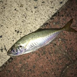 少しだけアジングを