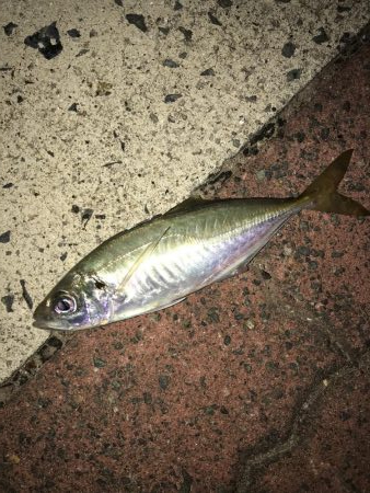 少しだけアジングを