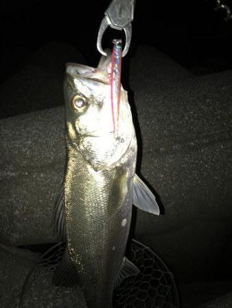 バチパターン終盤