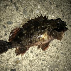 まさかのメバルが。