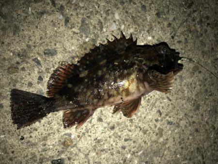 まさかのメバルが。