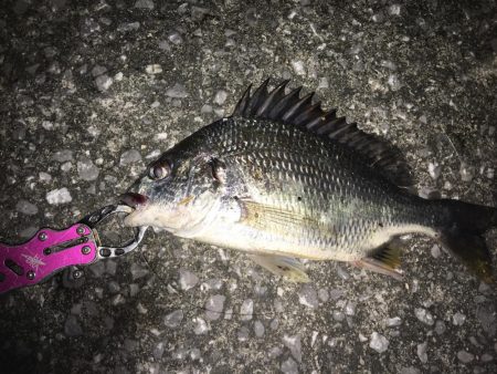 赴任先でチニング♫