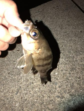 地震後のライトゲーム