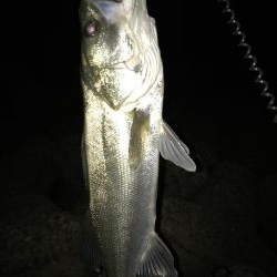 リアクションバイト