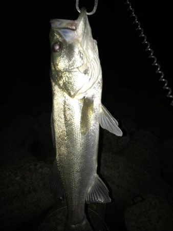 リアクションバイト