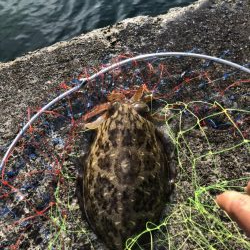 まづめエギング