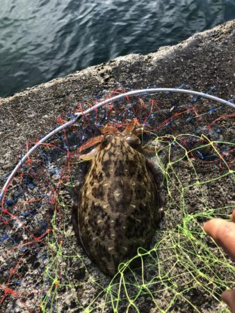 まづめエギング