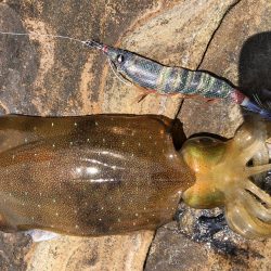 春イカエギング