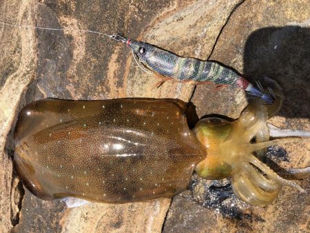 春イカエギング