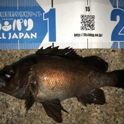 メバリング連投