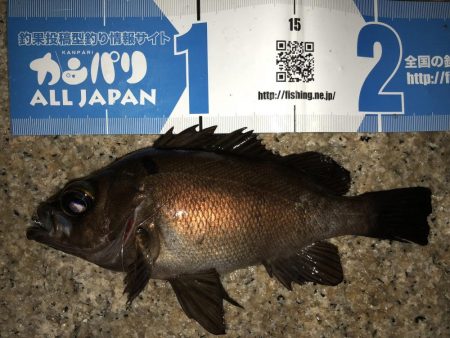 メバリング連投