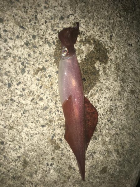 初めてのイカ釣り