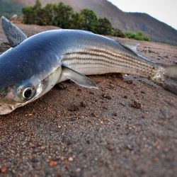 今日はボラさん