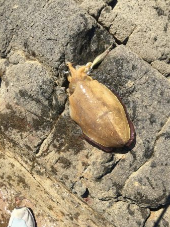 コウイカエギング