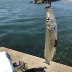 キス釣り 釣行