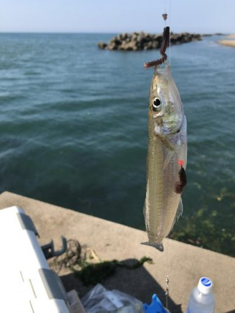 キス釣り 釣行