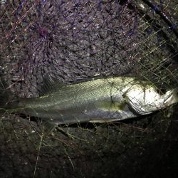 シーバスのウキ釣り VOL.2