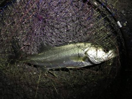 シーバスのウキ釣り VOL.2