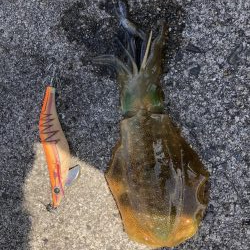 本間に春烏賊か？