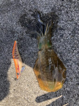 本間に春烏賊か？