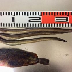 アナゴ釣り 寒かった(ー ー;)