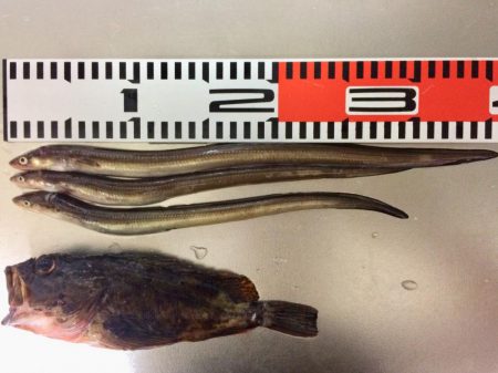 アナゴ釣り  寒かった(ｰ ｰ;)