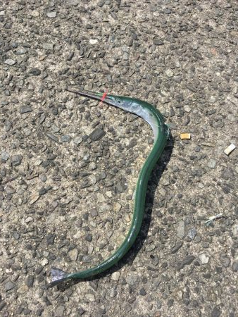 ニードルフィッシュ