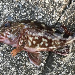 夜釣りは、さっぱり。