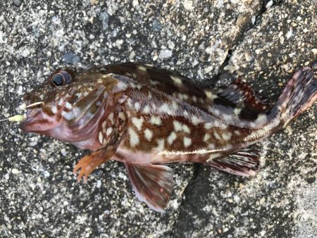 夜釣りは、さっぱり。