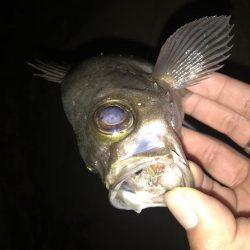 儚き夢 尺を求めて