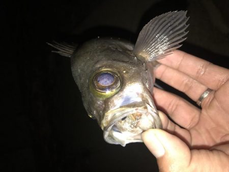 儚き夢 尺を求めて